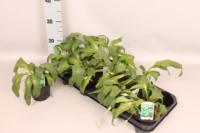 <h4>Allium ursinum (Daslook)</h4>