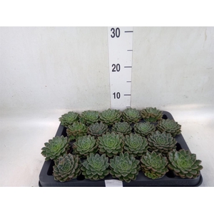 Graptopetalum tacitus
