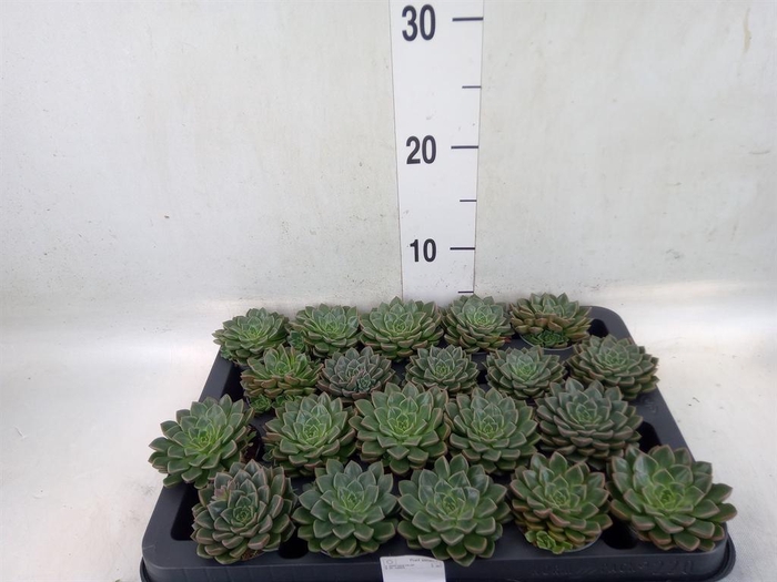 <h4>Graptopetalum tacitus</h4>
