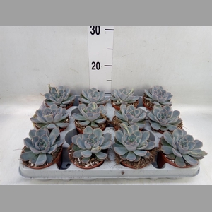 Echeveria  'Orion'