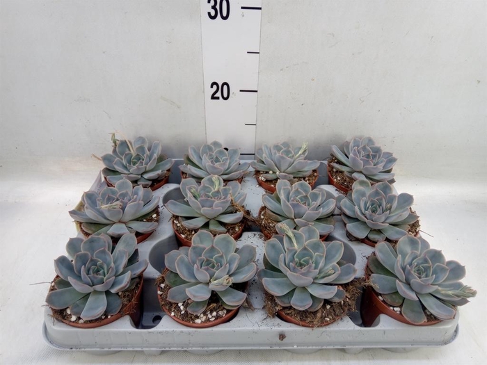 <h4>Echeveria  'Orion'</h4>
