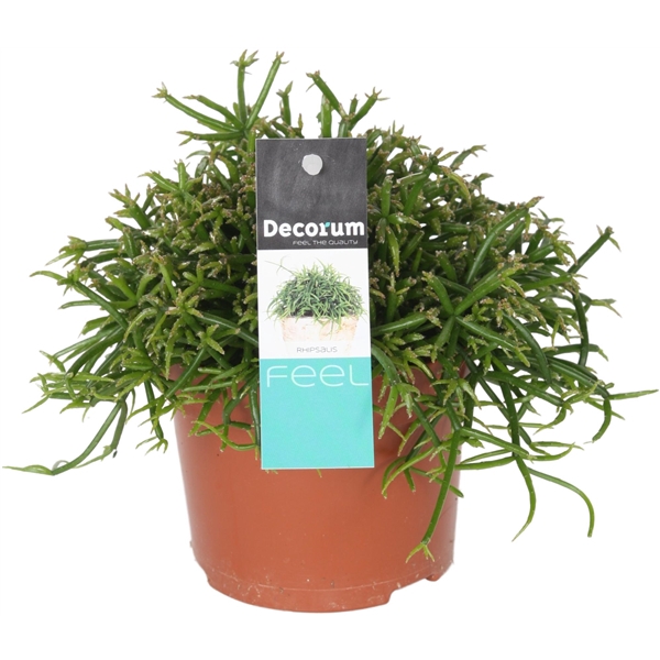 <h4>Rhipsalis bacci. Oasis D10,5</h4>