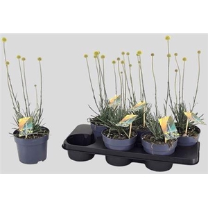 Craspedia globosa Golf Beauty