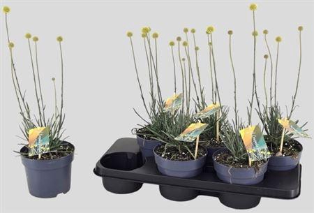 <h4>Craspedia globosa Golf Beauty</h4>