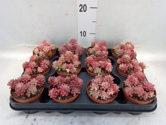 <h4>Sedum rubrotinctum 'Aurora'</h4>