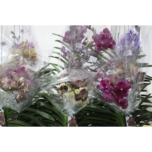 ORQUIDEA VANDA CESTA VAZADA