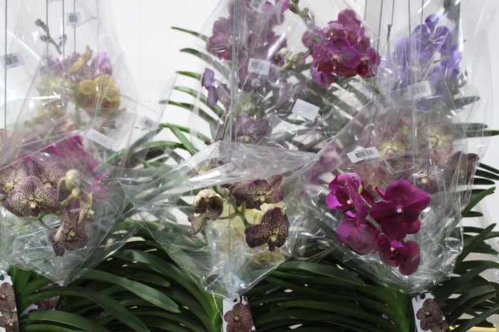 <h4>ORQUIDEA VANDA CESTA VAZADA</h4>