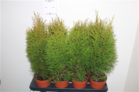 <h4>Thuja O Smaragd</h4>