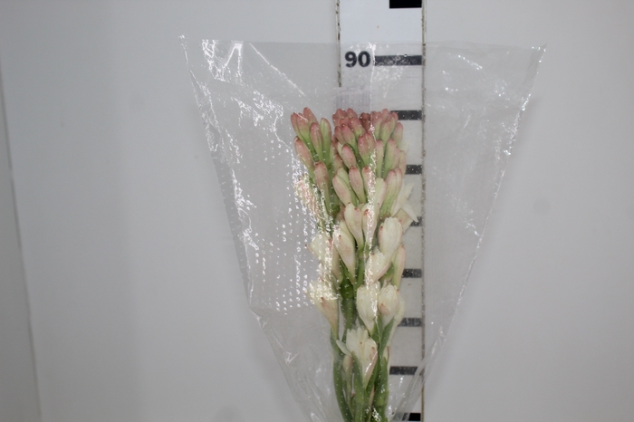 <h4>ANGELICA 070 CM</h4>