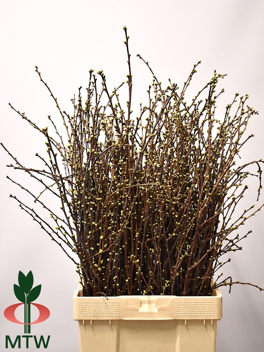 <h4>KERSENBLOESEM P BOS</h4>