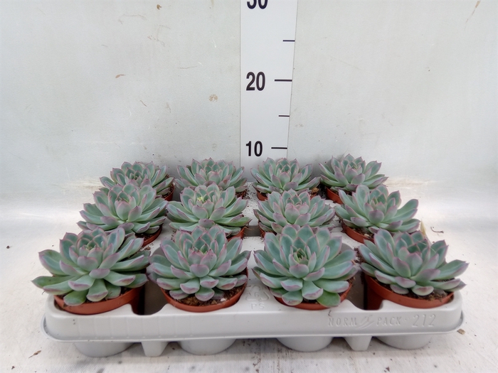 <h4>Echeveria  'Apus'</h4>