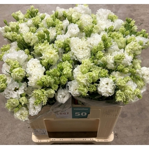 LIS G ALISSA PURE WHITE EUS G ALISS