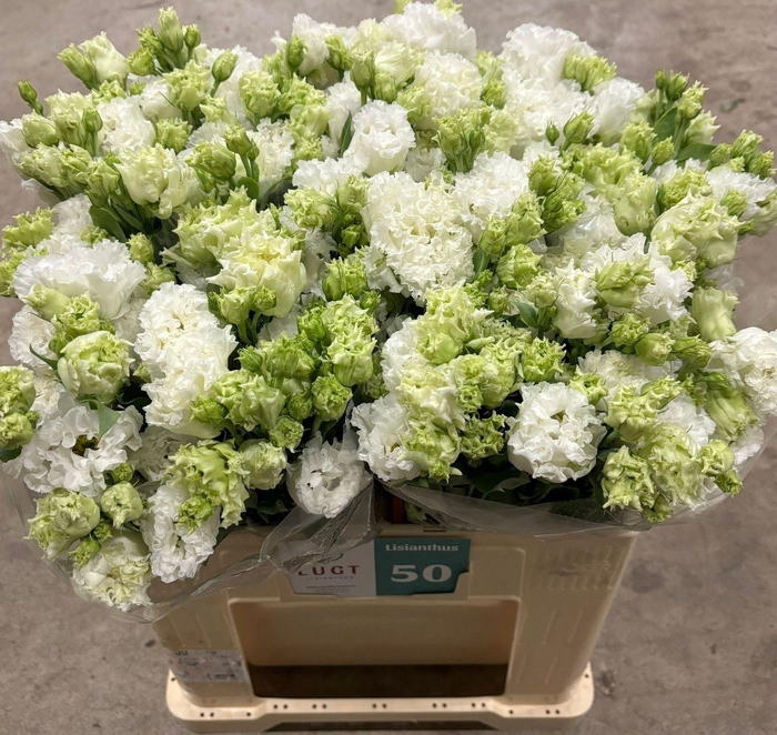 <h4>LIS G ALISSA PURE WHITE EUS G ALISS</h4>