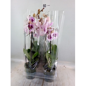 Phalaenopsis  'Hot Lip'