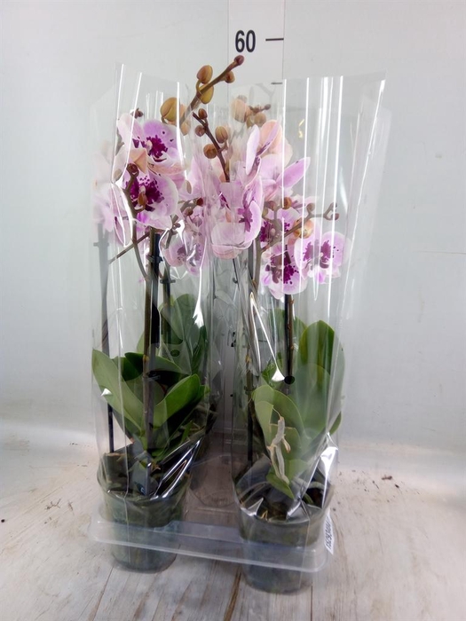 <h4>Phalaenopsis  'Hot Lip'</h4>