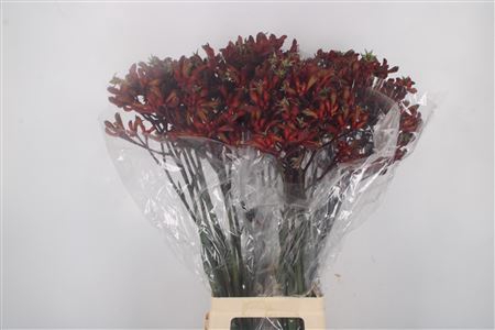 <h4>Anigozanthos Early Spring Red</h4>