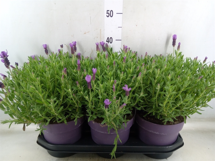 <h4>Lavandula stoec. 'Anouk'</h4>