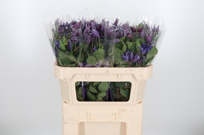 <h4>Clem Amazing Sydney</h4>