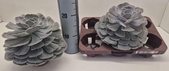 <h4>ECHEV POLLUX</h4>