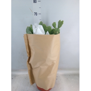 Opuntia
