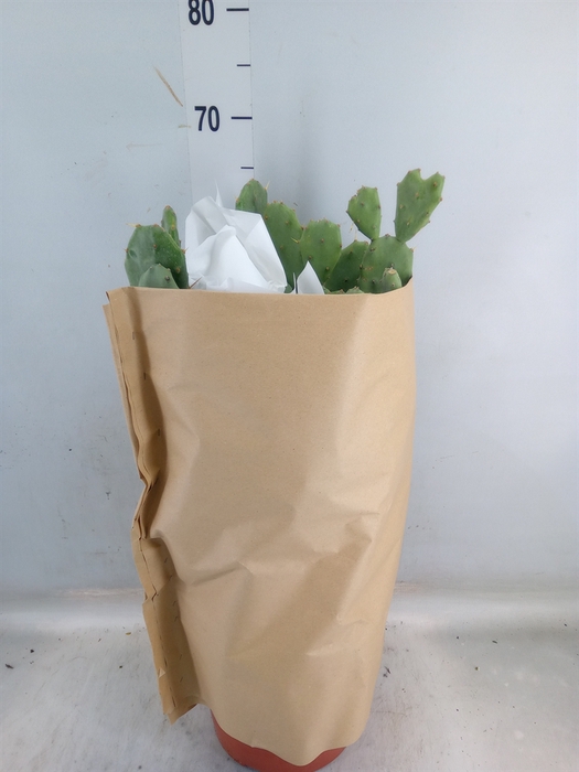 <h4>Opuntia</h4>