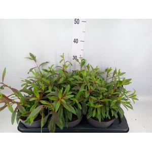 Gaura lindheimeri   ...