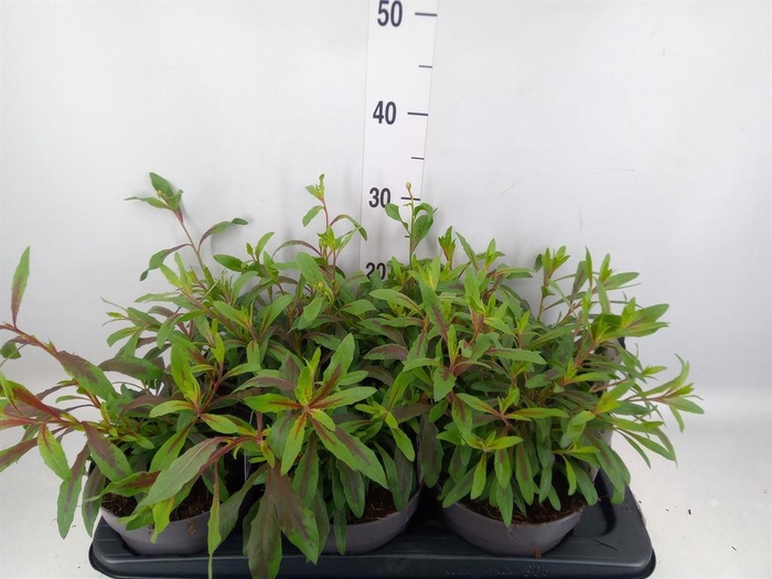 <h4>Gaura lindheimeri   ...</h4>