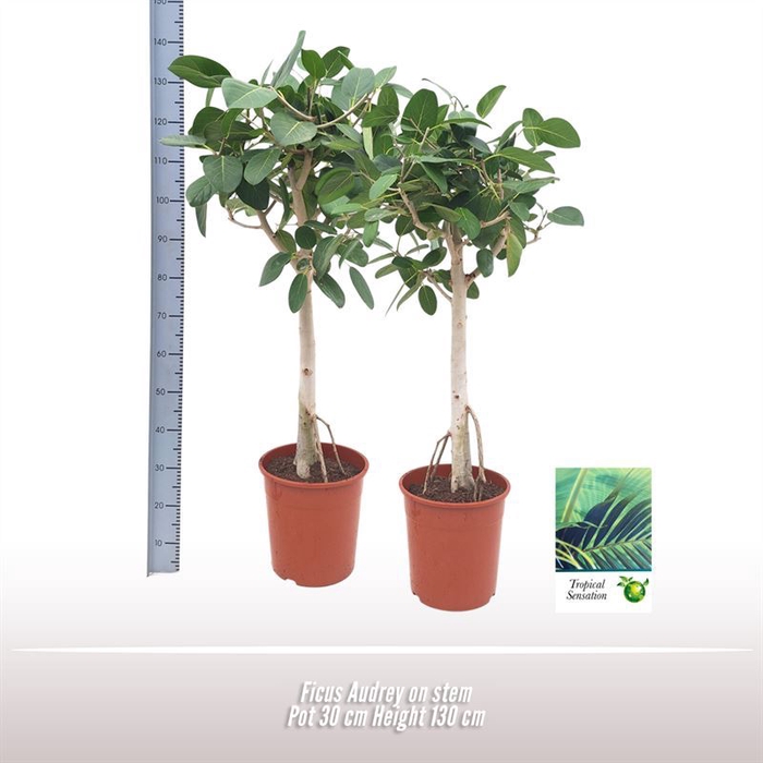 <h4>Ficus Audrey</h4>