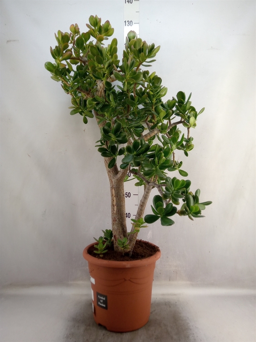 <h4>Crassula ovata</h4>