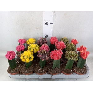 Gymnocalycium mihanov. 'Brasil'