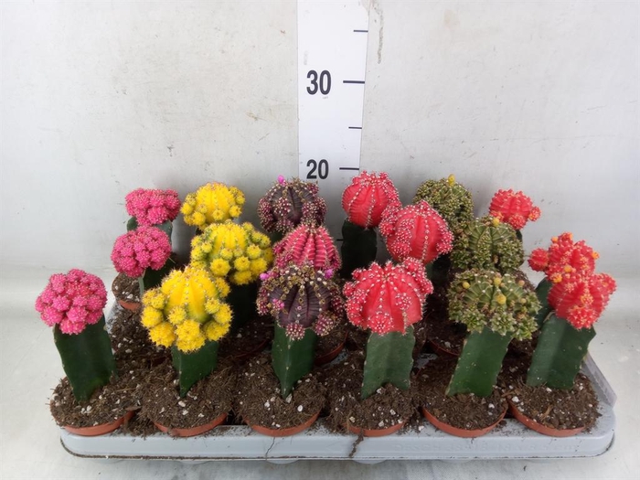 <h4>Gymnocalycium mihanov. 'Brasil'</h4>