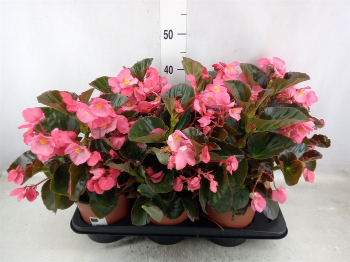 Begonia  'Big Rose wBronze Leaf'