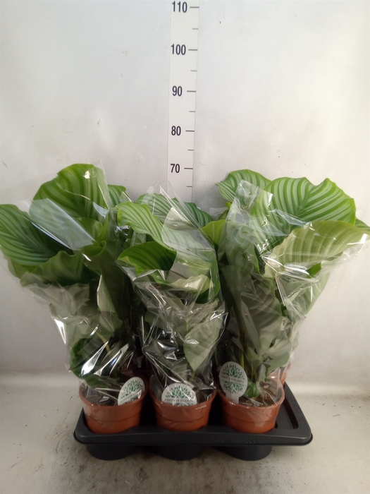 <h4>Calathea orbifolia</h4>