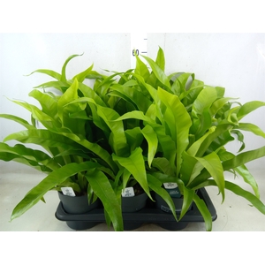 Asplenium antiquum