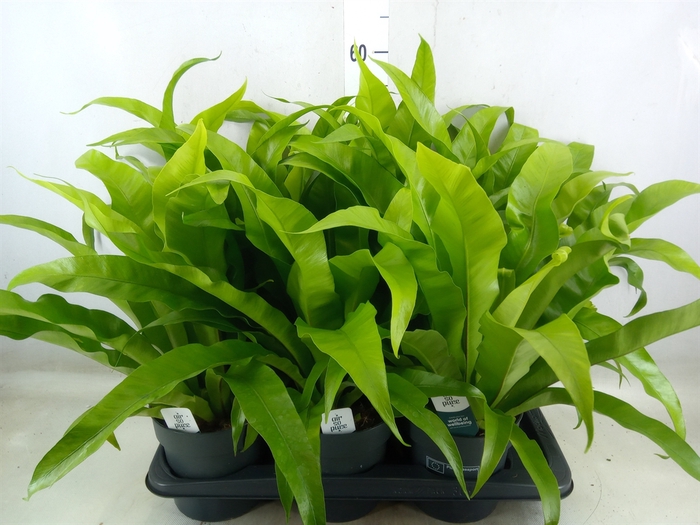 <h4>Asplenium antiquum</h4>