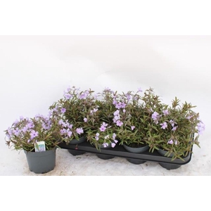 PHLOX S FAB BLU VIOL