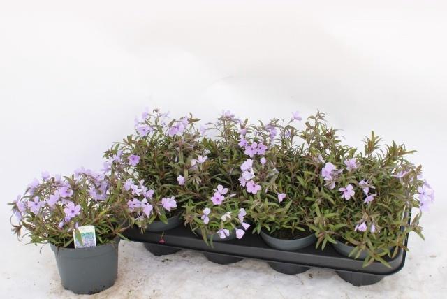 <h4>PHLOX S FAB BLU VIOL</h4>