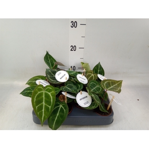 Anthurium   ...