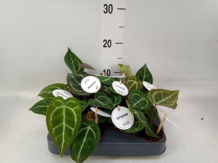 <h4>Anthurium   ...</h4>