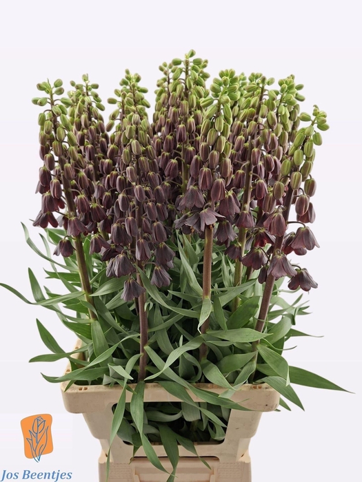 <h4>FRIT PERSICA</h4>