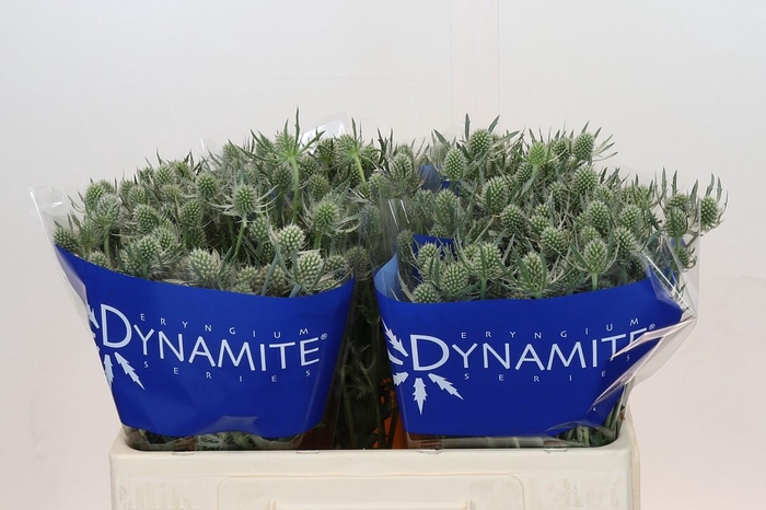 <h4>Eryngium Silver Dynamite</h4>