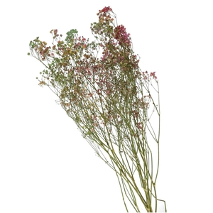 Dried flowers Gyps 70cm 45g