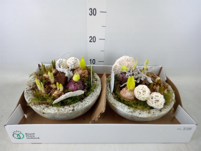 <h4>Arr.   Bol/Knolgewas L%</h4>