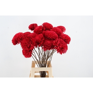 Stick Shola Zinnia Ø12 Red