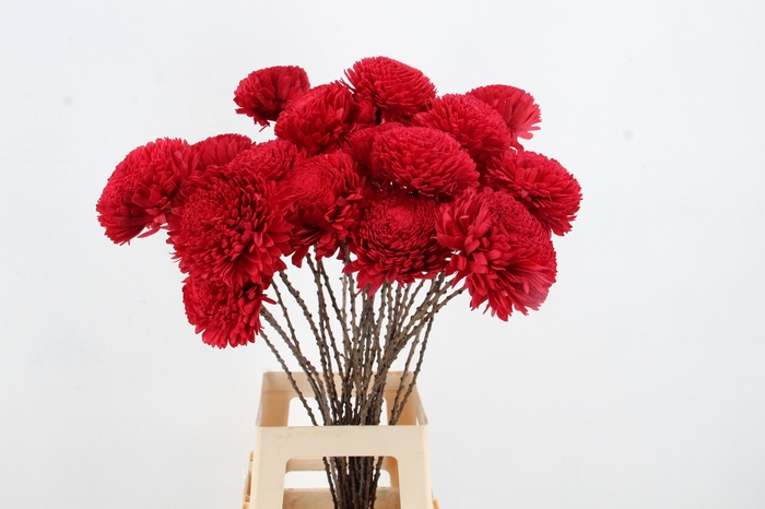 <h4>Stick Shola Zinnia Ø12 Red</h4>