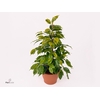 Ficus benjamina Regidan®