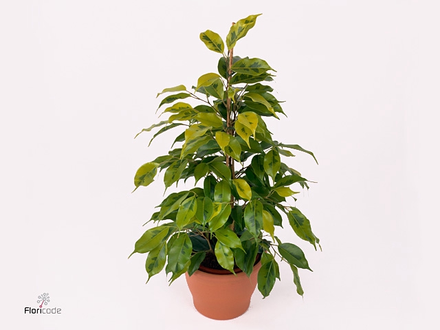 Ficus benjamina Regidan®