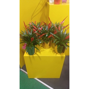 Vriesea Multiflower Conchita goud en zilver