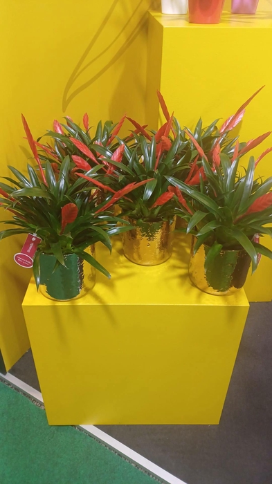 <h4>Vriesea Multiflower Conchita goud en zilver</h4>