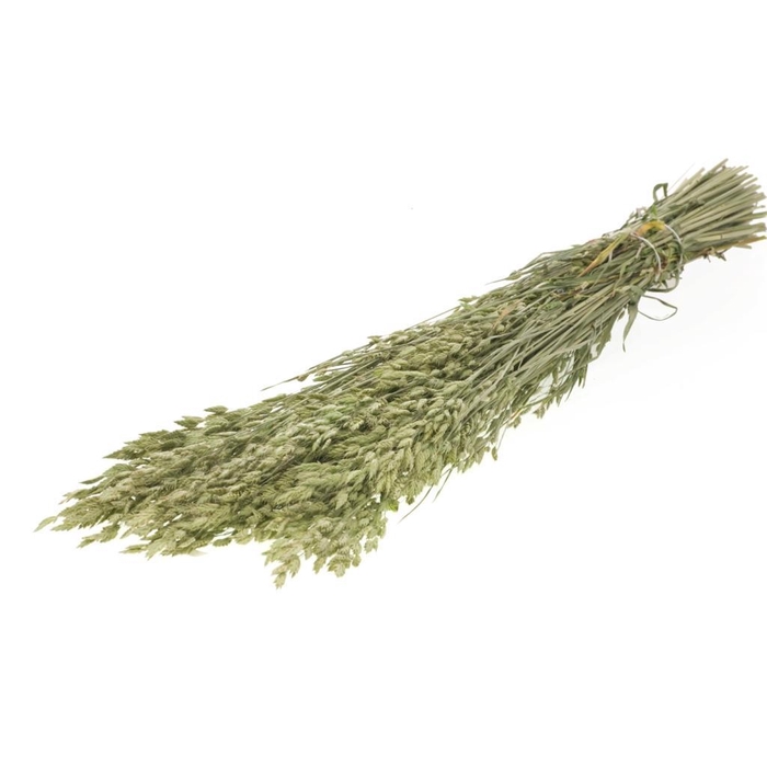 <h4>Bromus secalinus SB natural green</h4>